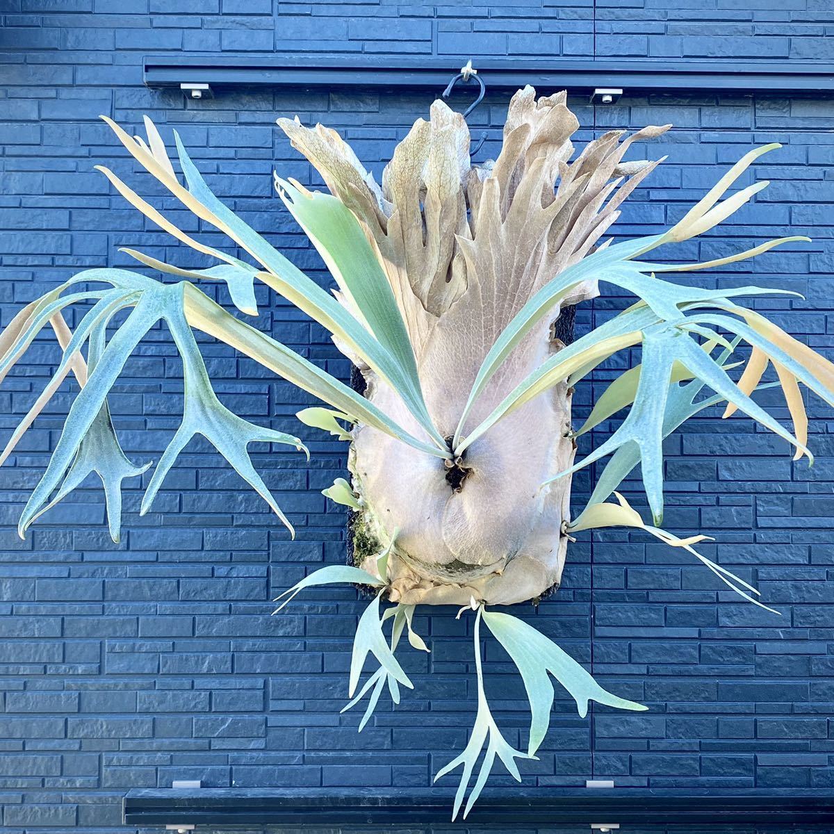 P.veitchii× P.white hawk ベイチー×ホワイトホーク P. 'White Hawk' (P.willinckii × P.diversifolium) /ホワイトホーク