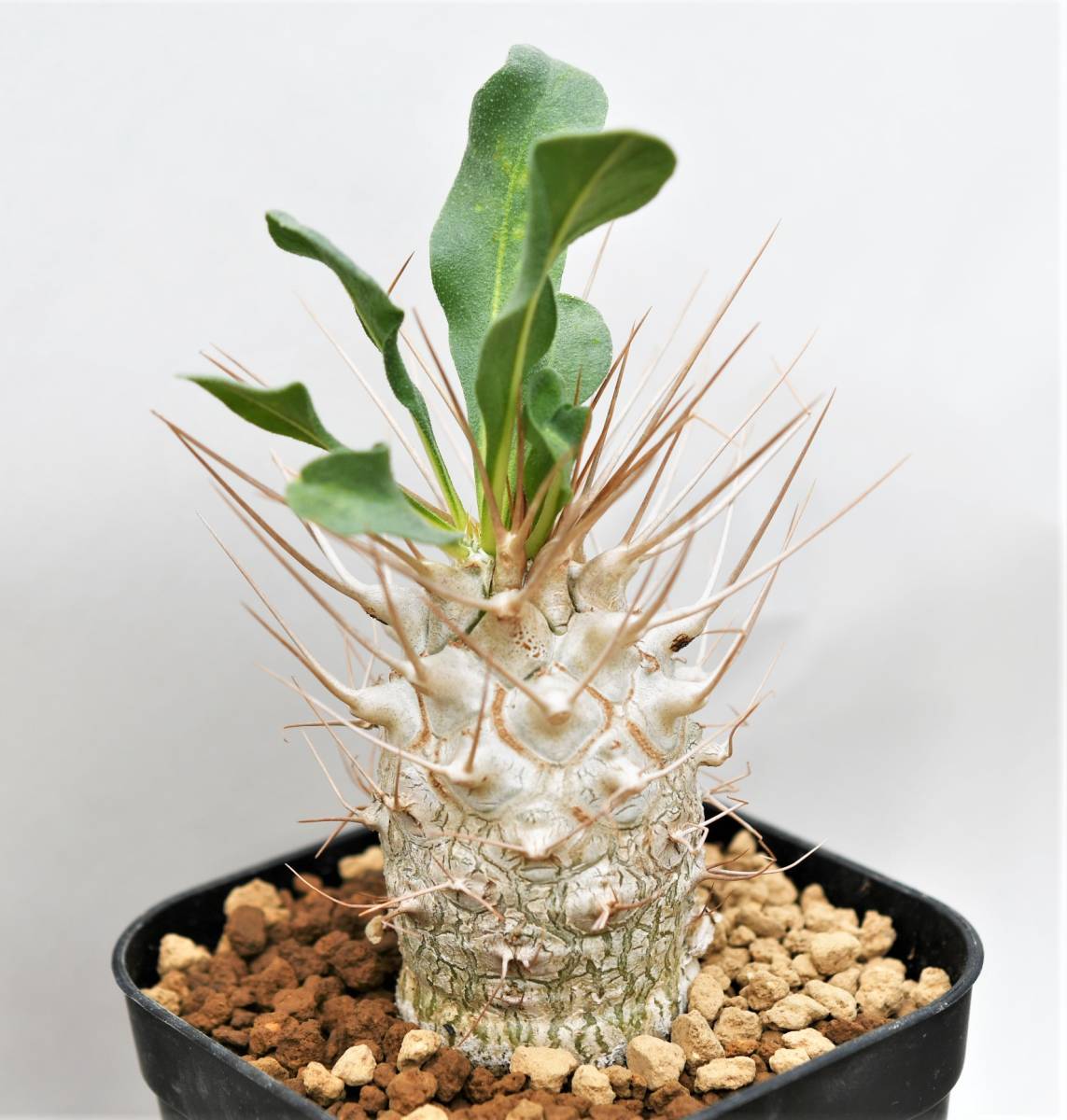 光堂 pachypodium namaquanum Pachypodium namaquanum 光堂 \