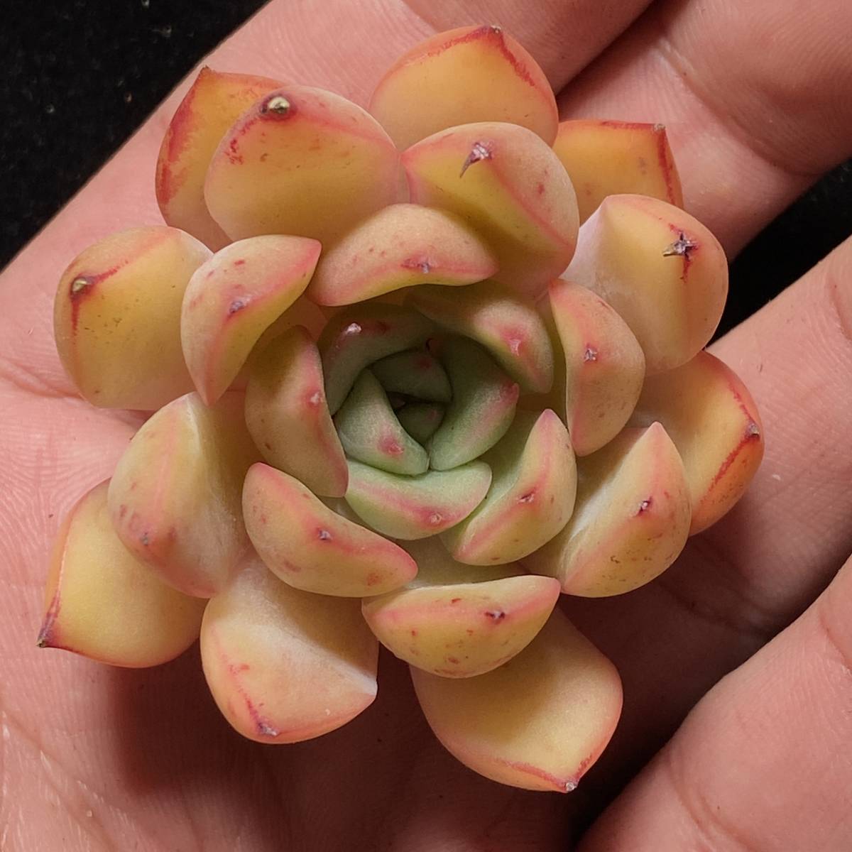 40株 Y47-2多肉植物 エケベリア 赤コウヒ 超美苗 サボテン 観葉植物 花 園芸 レア種