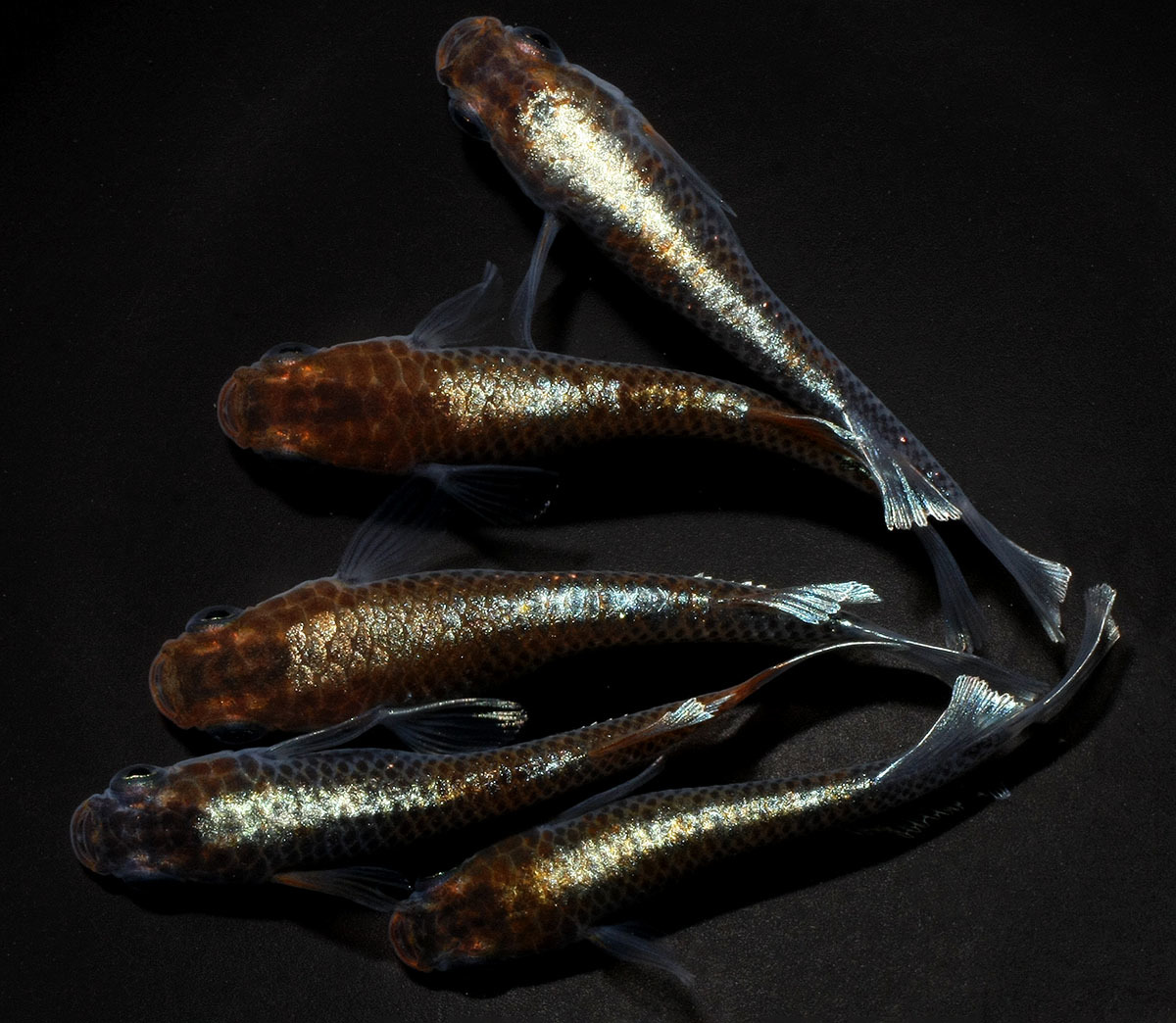 1ペア 「レッドクリフダークタイプ」魚類、水生 - Yahoo!オークション 