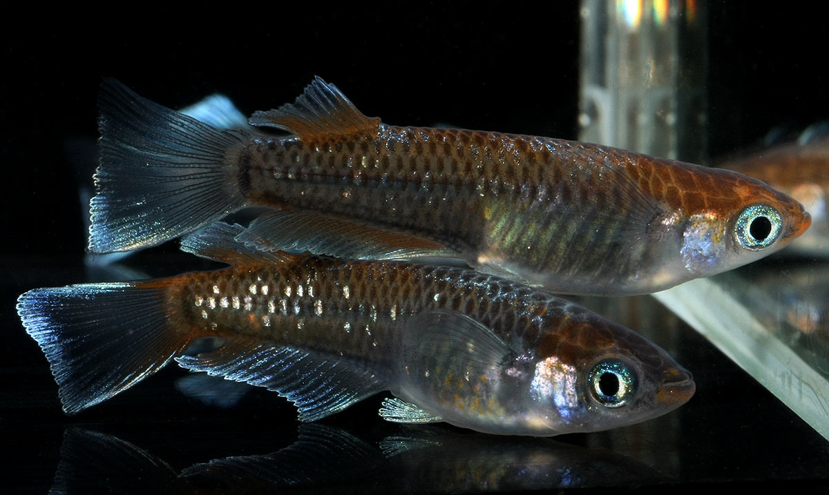 1ペア 「レッドクリフダークタイプ」魚類、水生 - Yahoo!オークション 