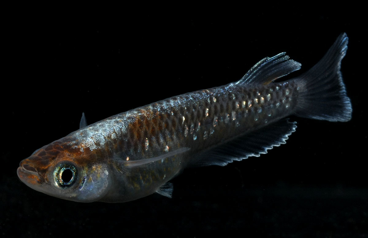 1ペア 「レッドクリフダークタイプ」魚類、水生 - Yahoo!オークション 