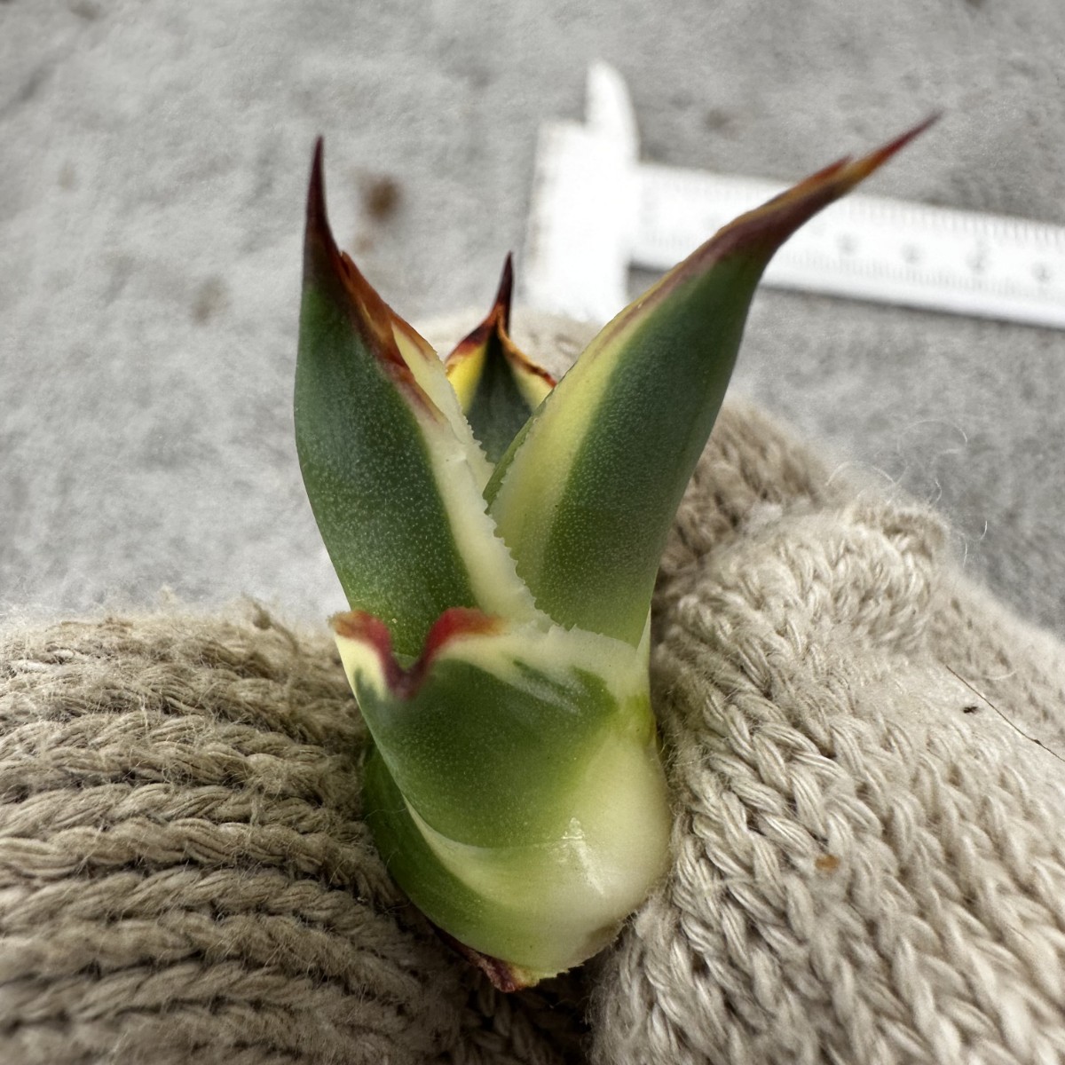 D45 ホリダ horrida 覆輪斑 子株 鮮明錦 良色棘 激稀少 アガベ 多肉