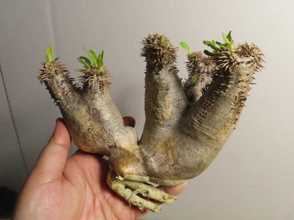 【低価，新品】 エ0417 塊根植物 パキポディウム ホロンベンセ 抜き苗 Pachypodium horombense 根切り画像要確認(その他)｜売買されたオークション情報、yahooの商品情報をアーカイブ公開 - オークファン その他