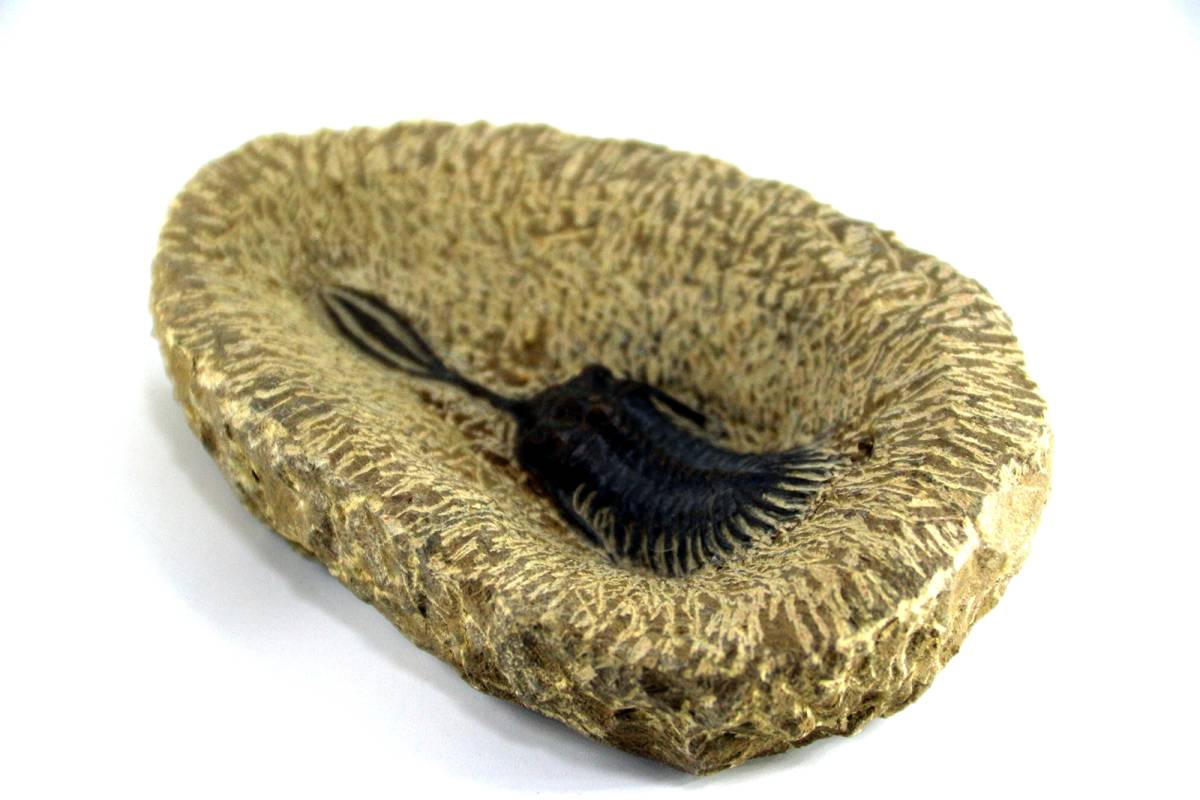三葉虫化石 ワリセロプス・トリフルカトゥス Walliserops trifurcatus