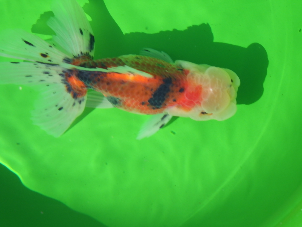 白髪親父の鈴木東錦　当歳　14.3ｃｍ　 雌　九州ブリーダ産　