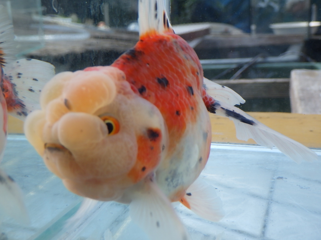 白髪親父の鈴木東錦　当歳　14.3ｃｍ　 雌　九州ブリーダ産　