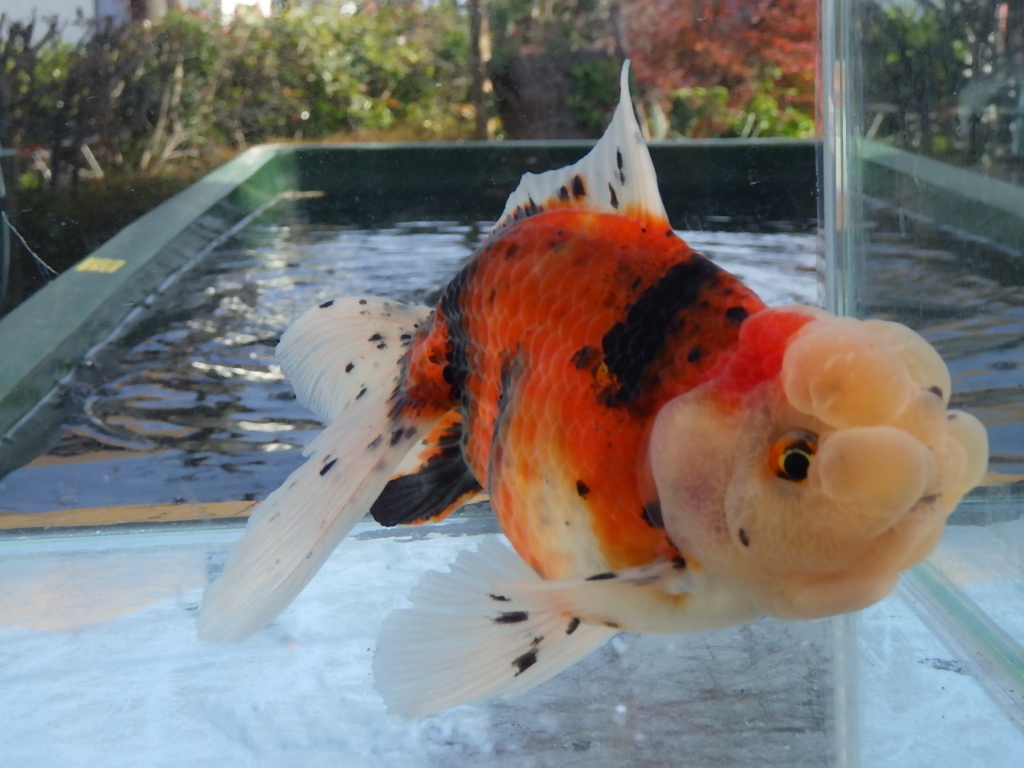 白髪親父の鈴木東錦　当歳　14.3ｃｍ　 雌　九州ブリーダ産　