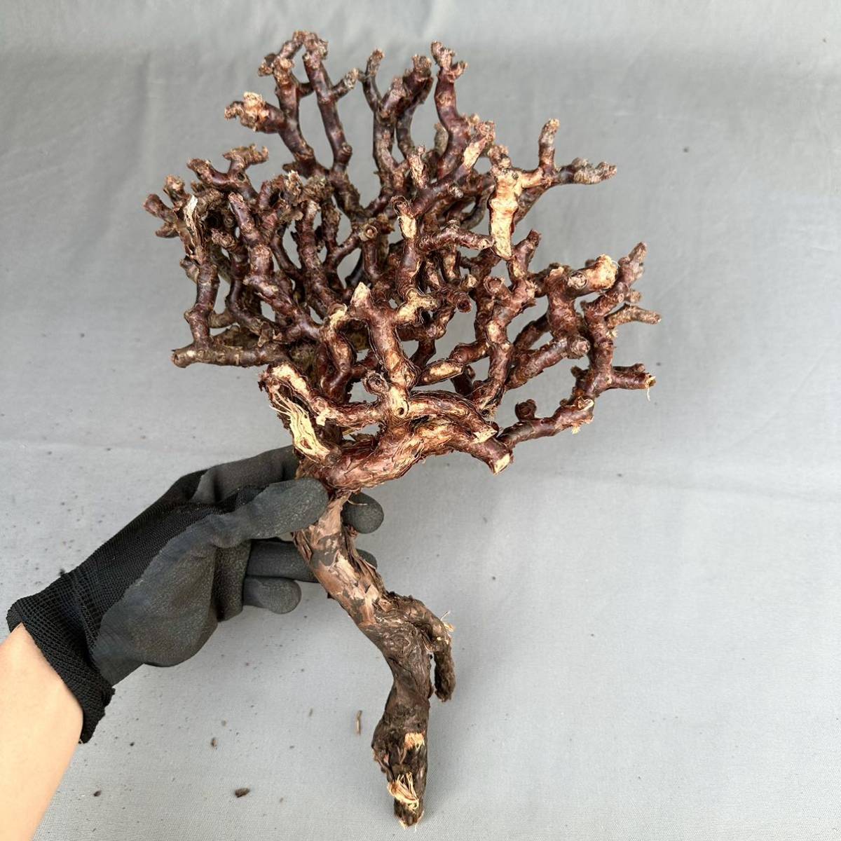 ミラビレ Pelargonium mirabile ペラルゴニウム | 現地株 発根済 公式 