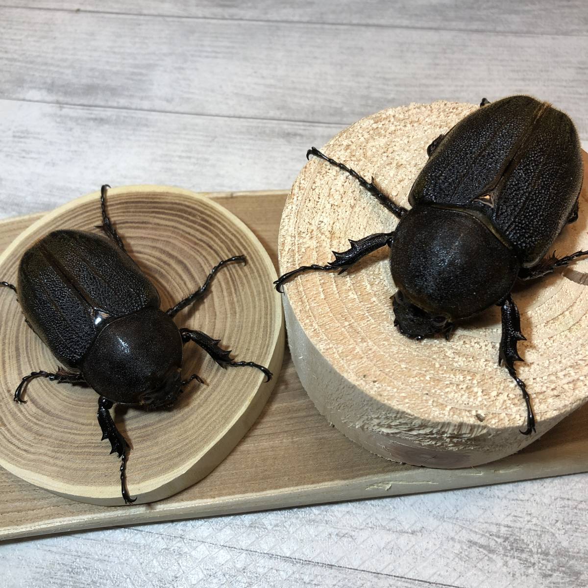 [eastboy]DHヘラクレス　2♀セット②75mm 75mm