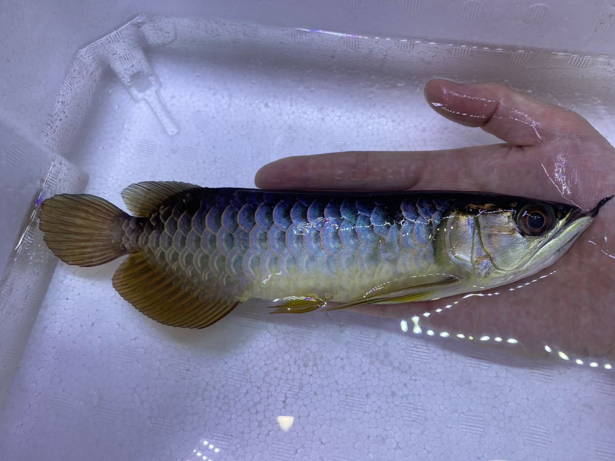 【お買い得，大人気】 アジアアロワナ 原種血統過背金龍 約30cm(アロワナ)｜売買されたオークション情報、yahooの商品情報をアーカイブ公開 - オークファン アロワナ