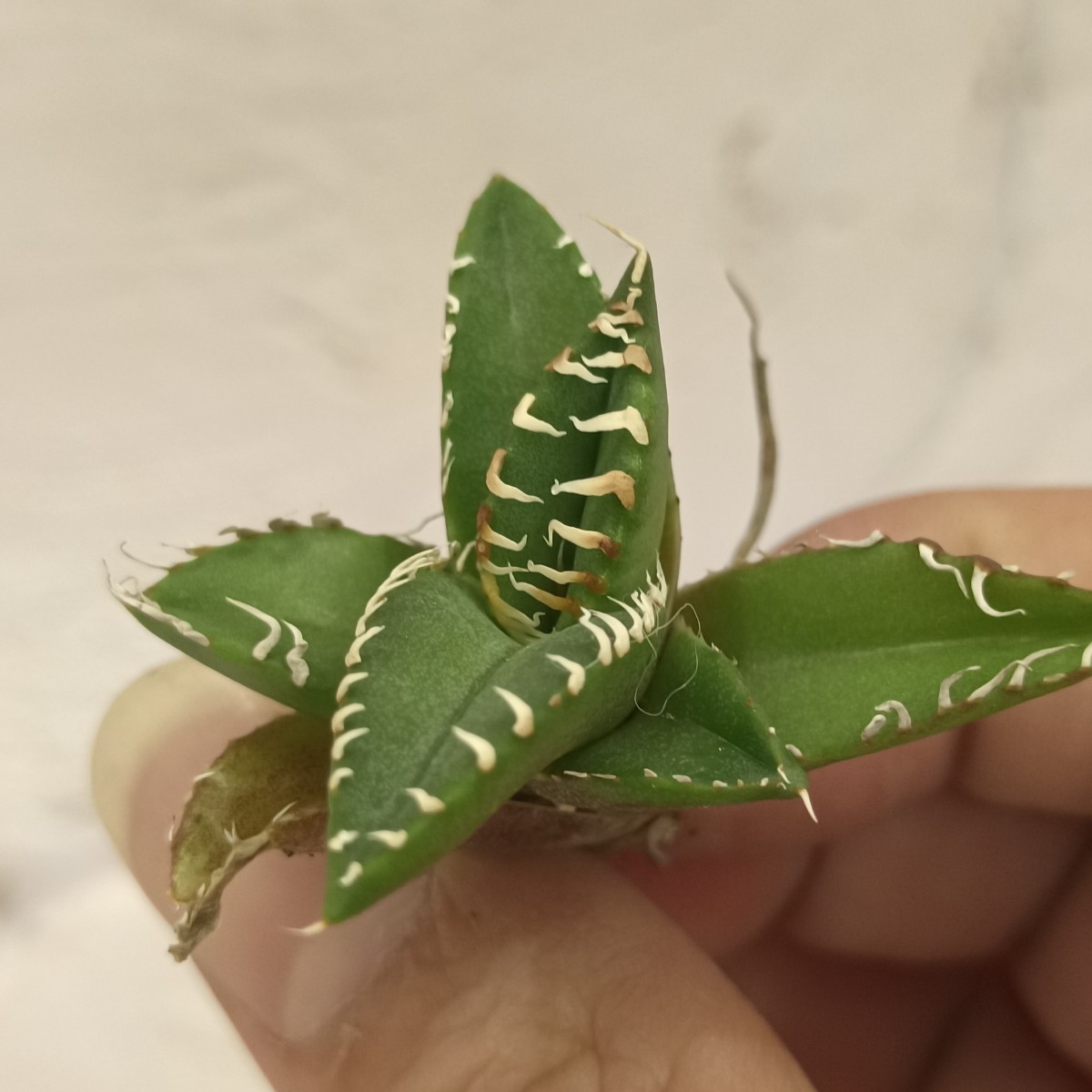 飛竜園】F-885 特選 アガベ チタノタ SAD 南アフリカダイアモンド 子株