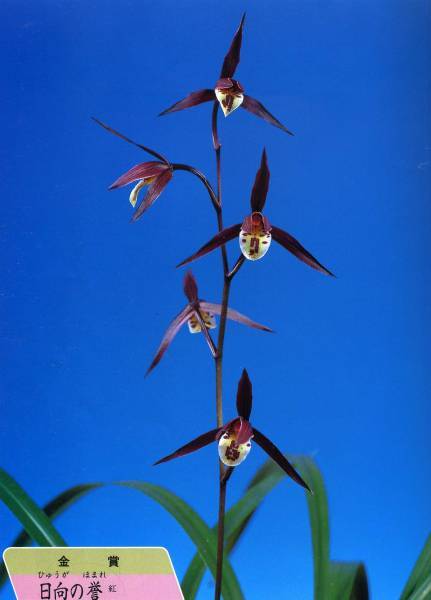 寒蘭 （整理品ー日向の誉）②　あー21