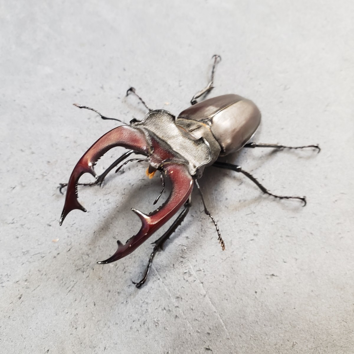ケルブスミヤマペア　　♂８２mm　♀４８mm　その２