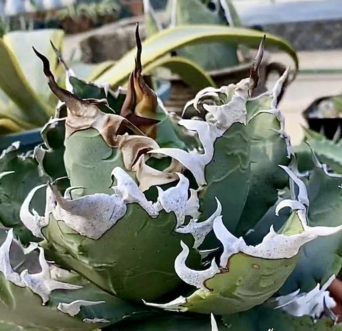 L40 激レア高級品種 タイ輸入 アガベ チタノタ ぞうかみ 極上強棘 狂刺 強白棘 極上子株