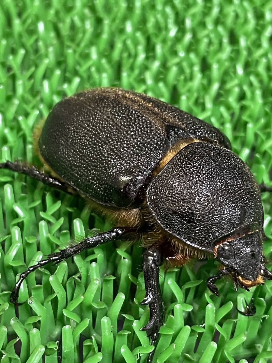 サタンオオカブト　2メス　未後食　未使用