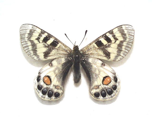 外国産蝶標本　カルトニウスウスバ　A-♂　ネパール 産