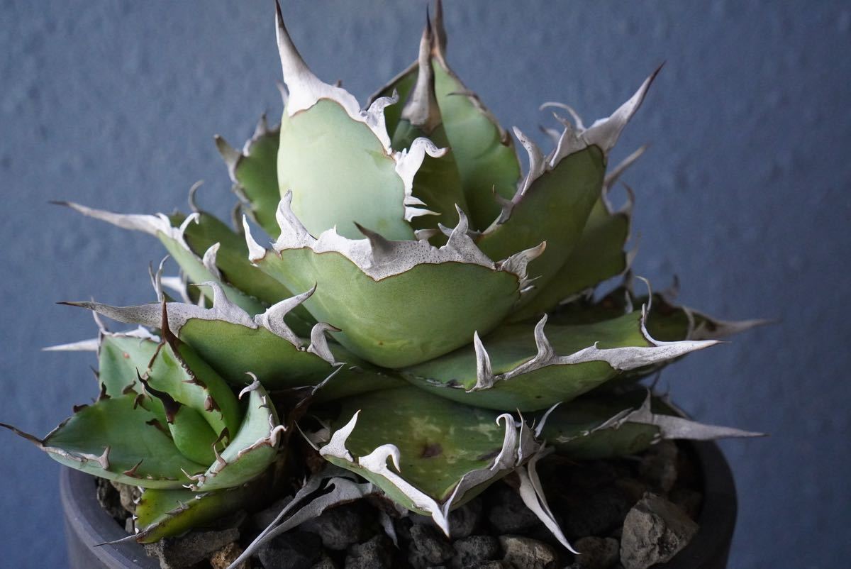 アガベチタノタハデス カキコ カキコ① Agave ②ハデス 子株 アガベ