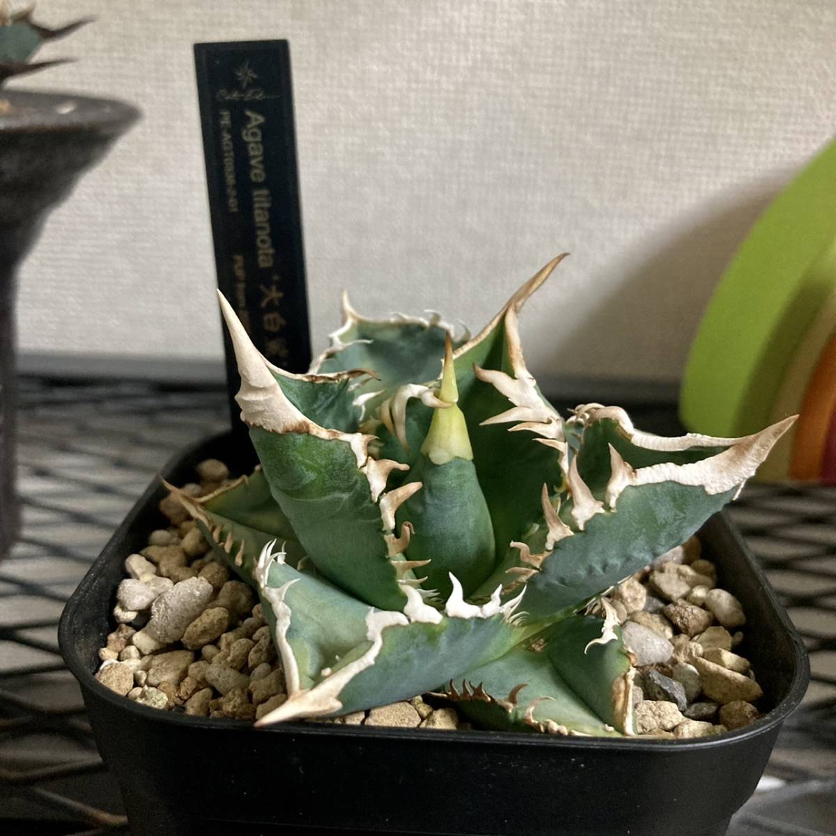 アガベ チタノタ ホオジロザメ "大白鯊" 【台湾 Shi-hao産/子株/発根済み販売】... 【訳あり アガベ 大白鯊 ホオジロザメ子株 発根済