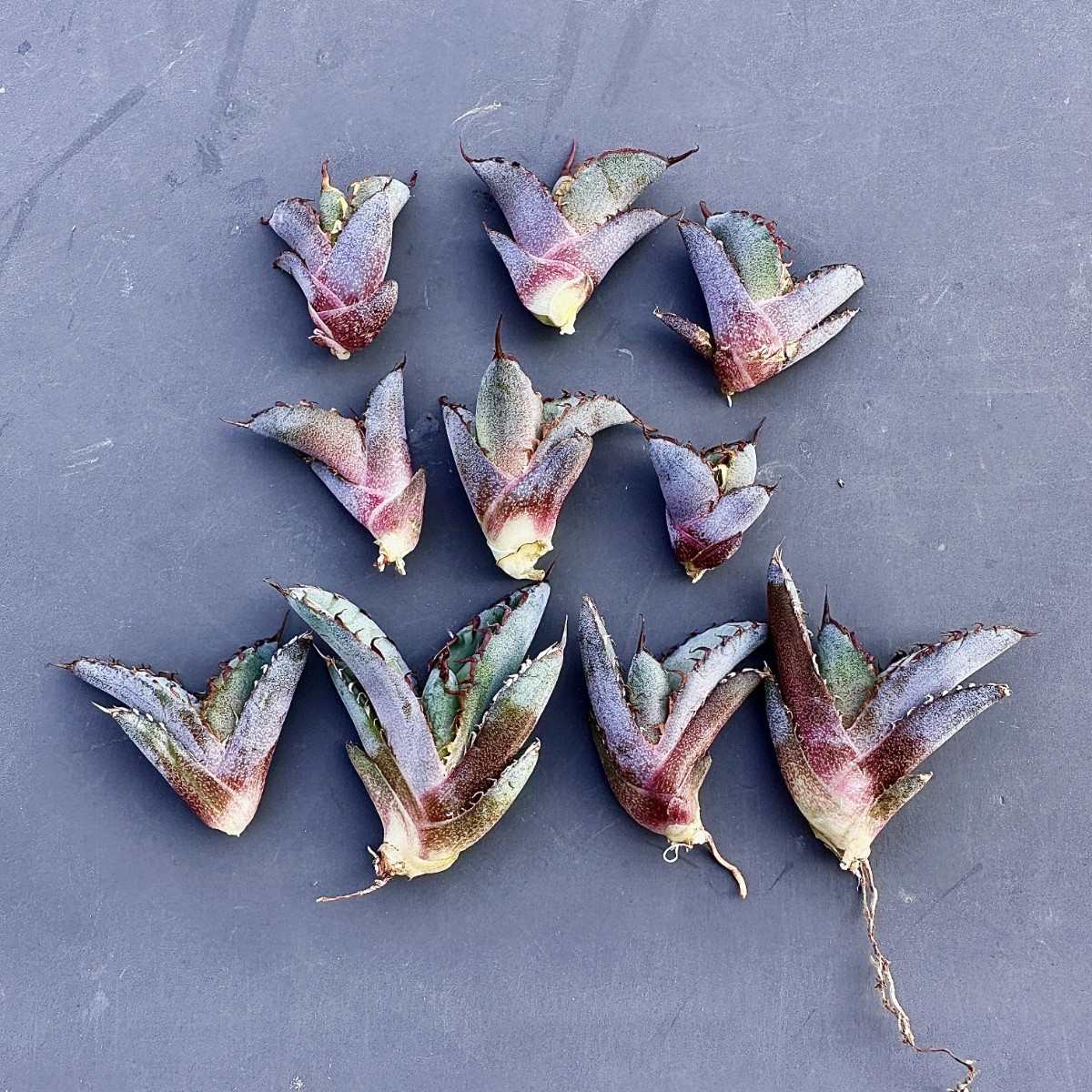 B36-31 アガベ チタノタ BB ブラックアンドブルー 10株