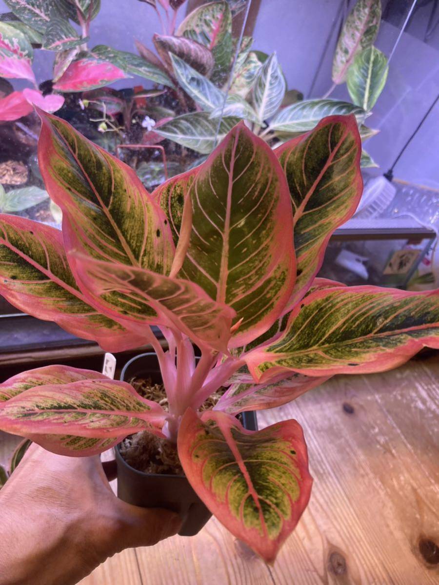 アグラオネマ ロータス ディライト Aglaonema LotusDelight
