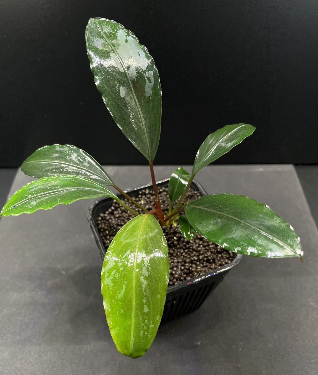 ブセファランドラ モトレイアーナPadawan 濃緑尖り葉 Bucephalandra Motorleyana Padawan「濃緑尖り葉」 ブセファランドラ