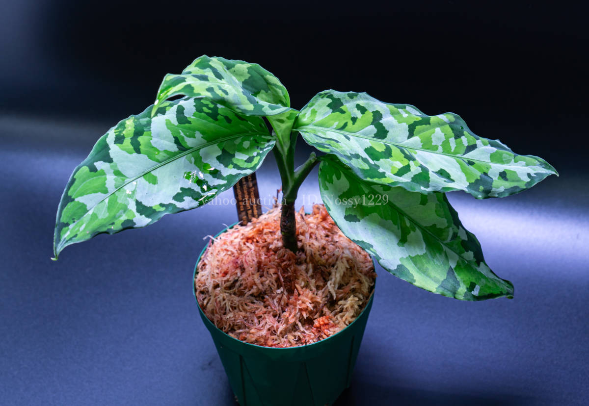 1円スタート】 Aglaonema Pictum Tricolor “Andaman” Port Blair 出射 