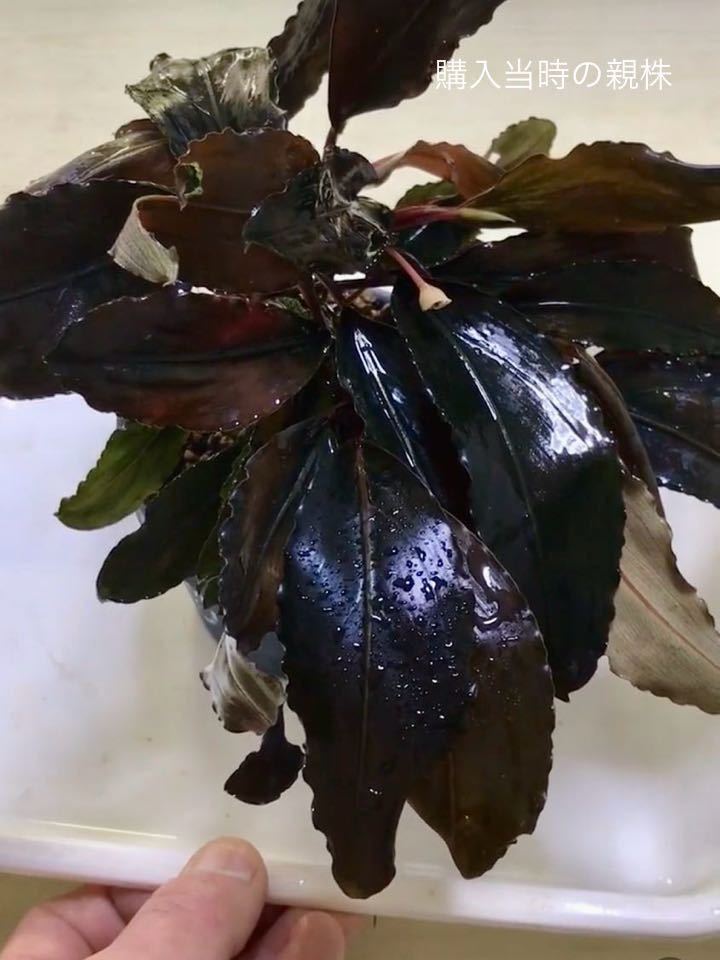 Bucephalandra sp.”Deep purple”【AZ1011-XX】水上葉 ブセファランドラ