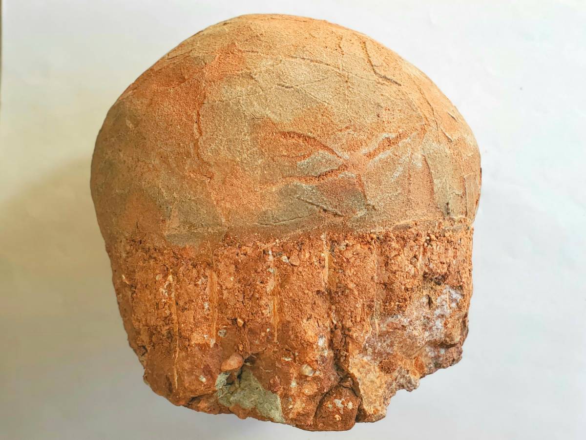 ハドロサウルスの卵? Stromatoolithus pinglingensis? Hadrosaurus sp