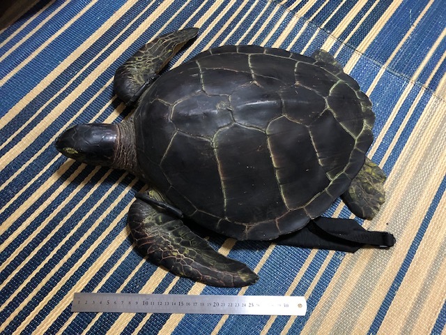 ☆ドラゴンボール 亀仙人 アカウミガメ アオウミガメ タイマイ 剥製