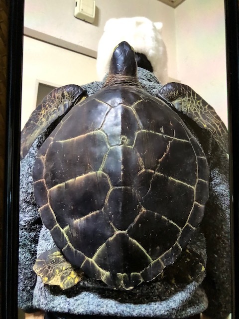 ☆ドラゴンボール 亀仙人 アカウミガメ アオウミガメ タイマイ 剥製