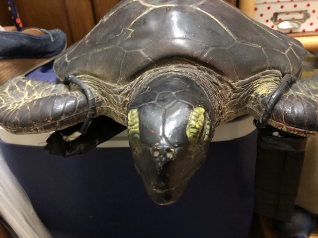 ☆ドラゴンボール 亀仙人 アカウミガメ アオウミガメ タイマイ 剥製