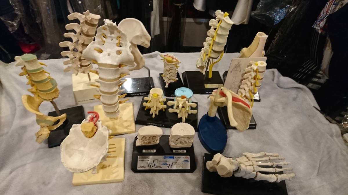 人体模型13点セット 医療教育ツール 医療用 医療 整形外科 整体 整骨院 接骨院_1