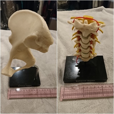 人体模型13点セット 医療教育ツール 医療用 医療 整形外科 整体 整骨院 接骨院_10