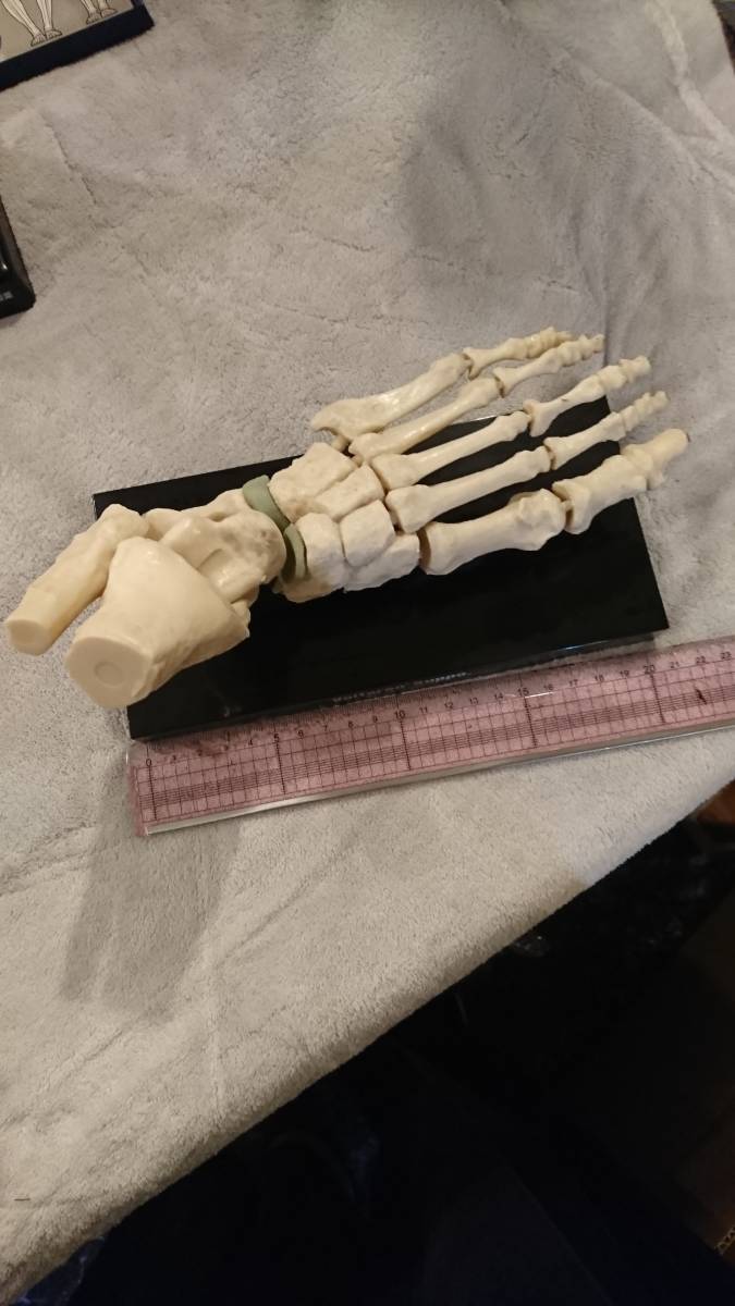 人体模型13点セット 医療教育ツール 医療用 医療 整形外科 整体 整骨院 接骨院_2