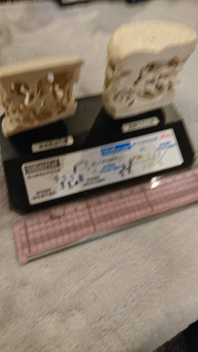 人体模型13点セット 医療教育ツール 医療用 医療 整形外科 整体 整骨院 接骨院_3