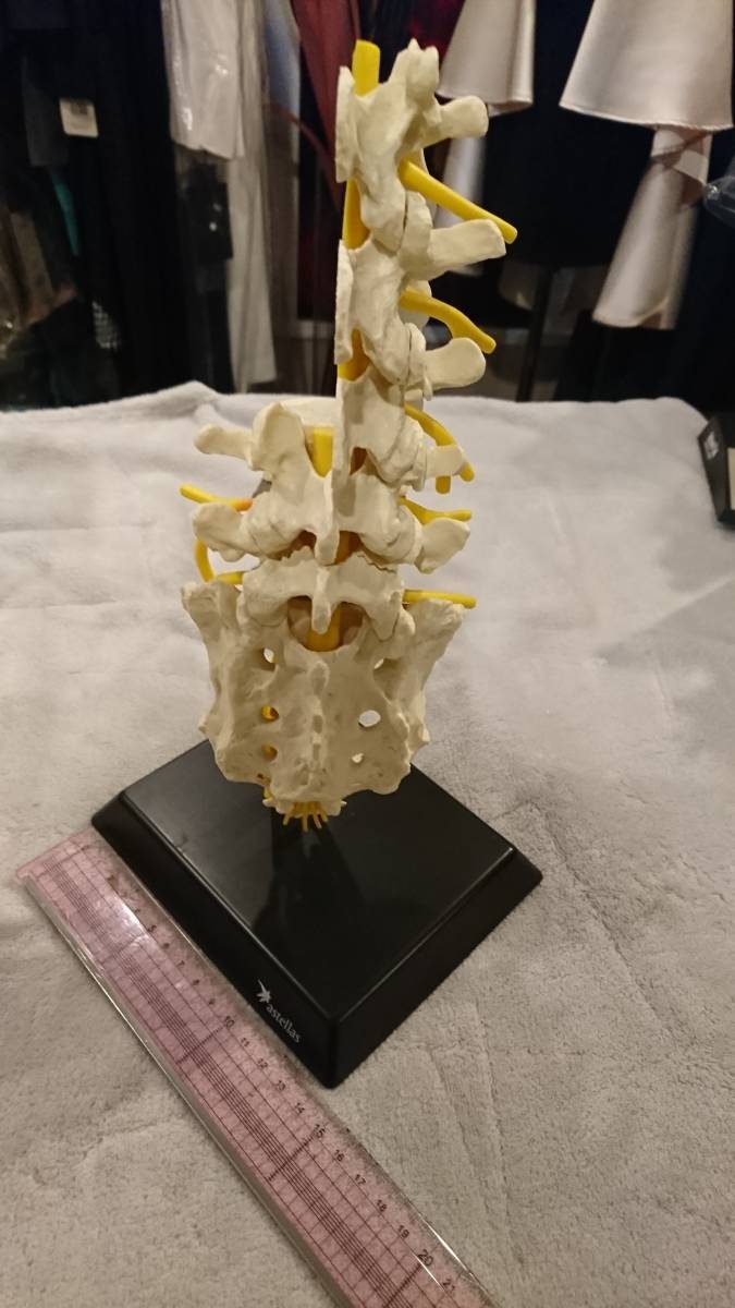 人体模型13点セット 医療教育ツール 医療用 医療 整形外科 整体 整骨院 接骨院_6