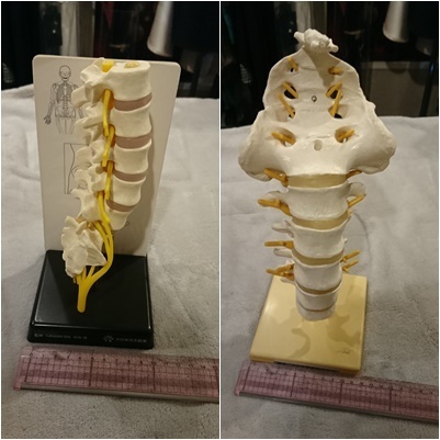 人体模型13点セット 医療教育ツール 医療用 医療 整形外科 整体 整骨院 接骨院_7