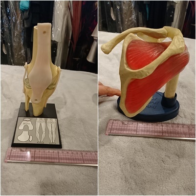 人体模型13点セット 医療教育ツール 医療用 医療 整形外科 整体 整骨院 接骨院_8