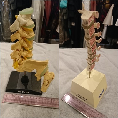 人体模型13点セット 医療教育ツール 医療用 医療 整形外科 整体 整骨院 接骨院_9