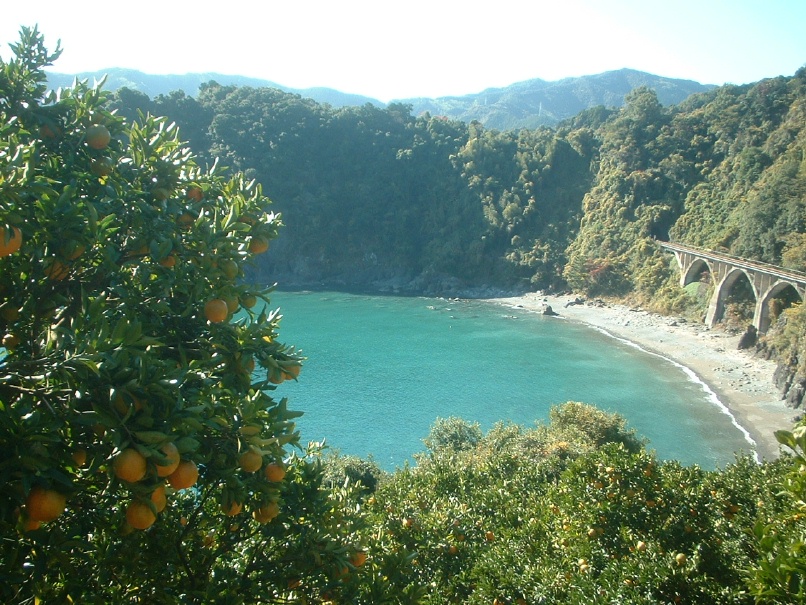 『ヤマデ農園』☆農家直送☆南国高知のポンカン家庭用サイズM☆_1