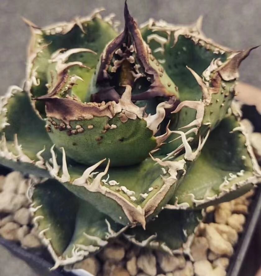 BH116アガベ チタノタ 【ワニガメ】厳選極上棘狂刺子株_1