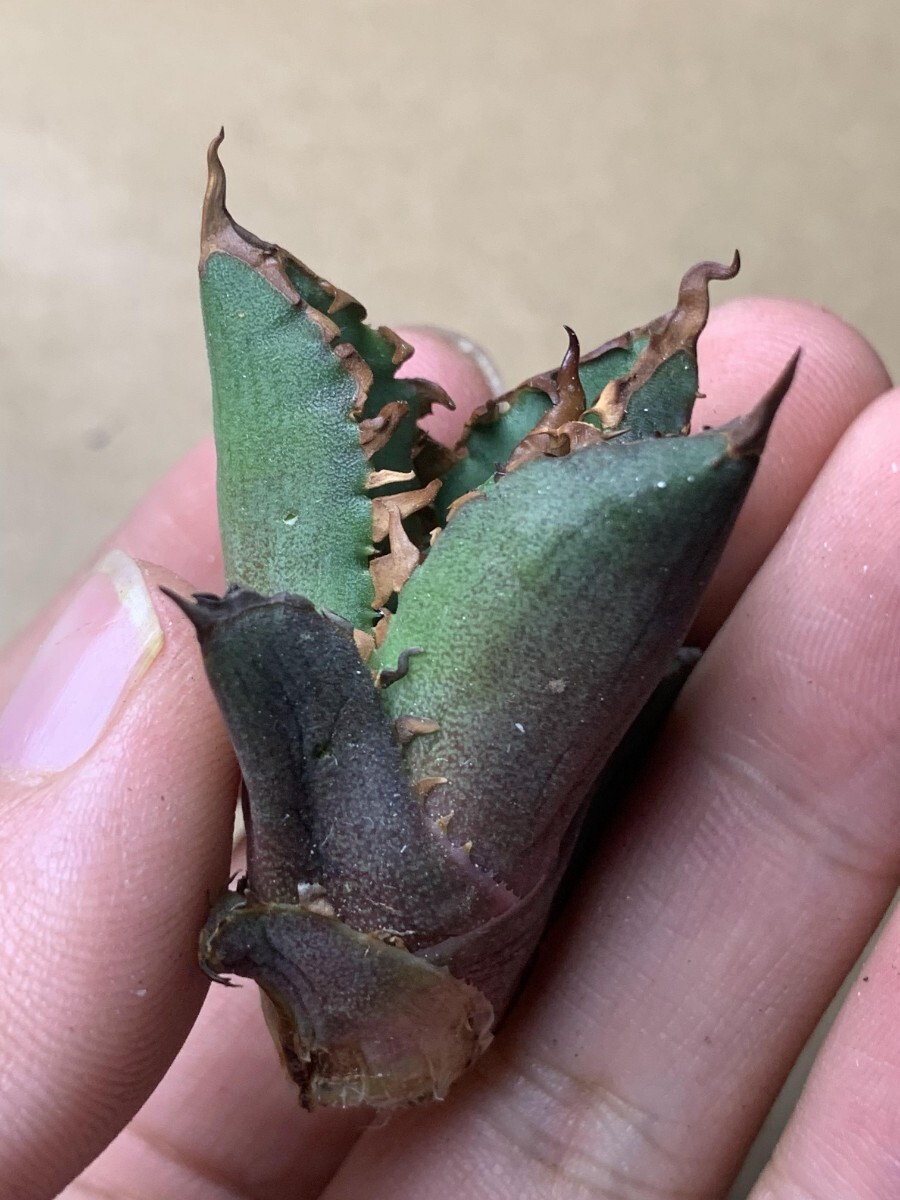 BH116アガベ チタノタ 【ワニガメ】厳選極上棘狂刺子株_2