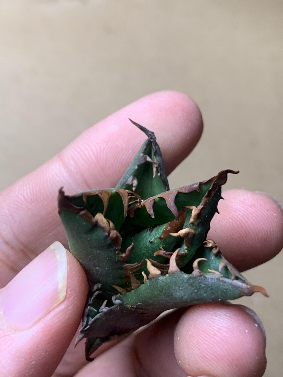 BH116アガベ チタノタ 【ワニガメ】厳選極上棘狂刺子株_3