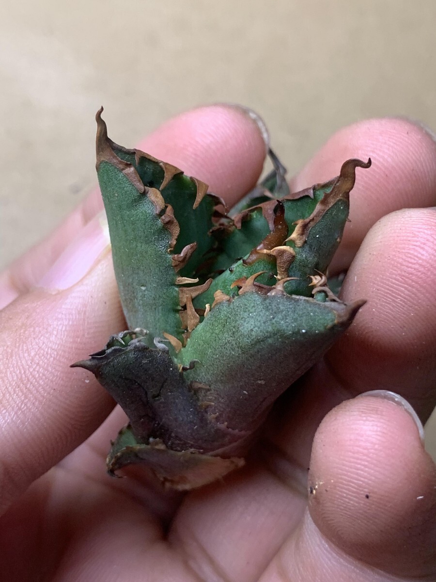 BH116アガベ チタノタ 【ワニガメ】厳選極上棘狂刺子株_4