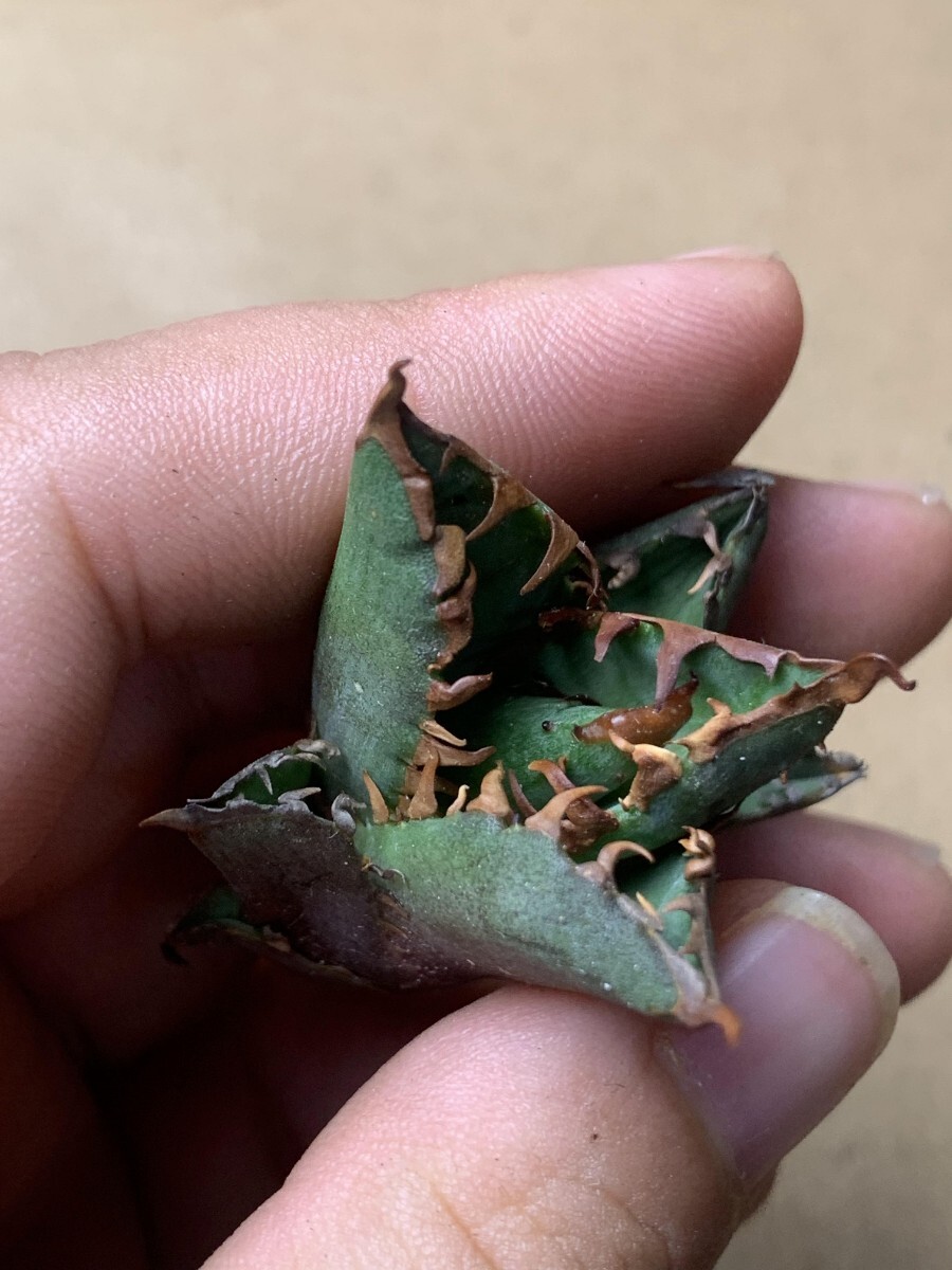 BH116アガベ チタノタ 【ワニガメ】厳選極上棘狂刺子株_6