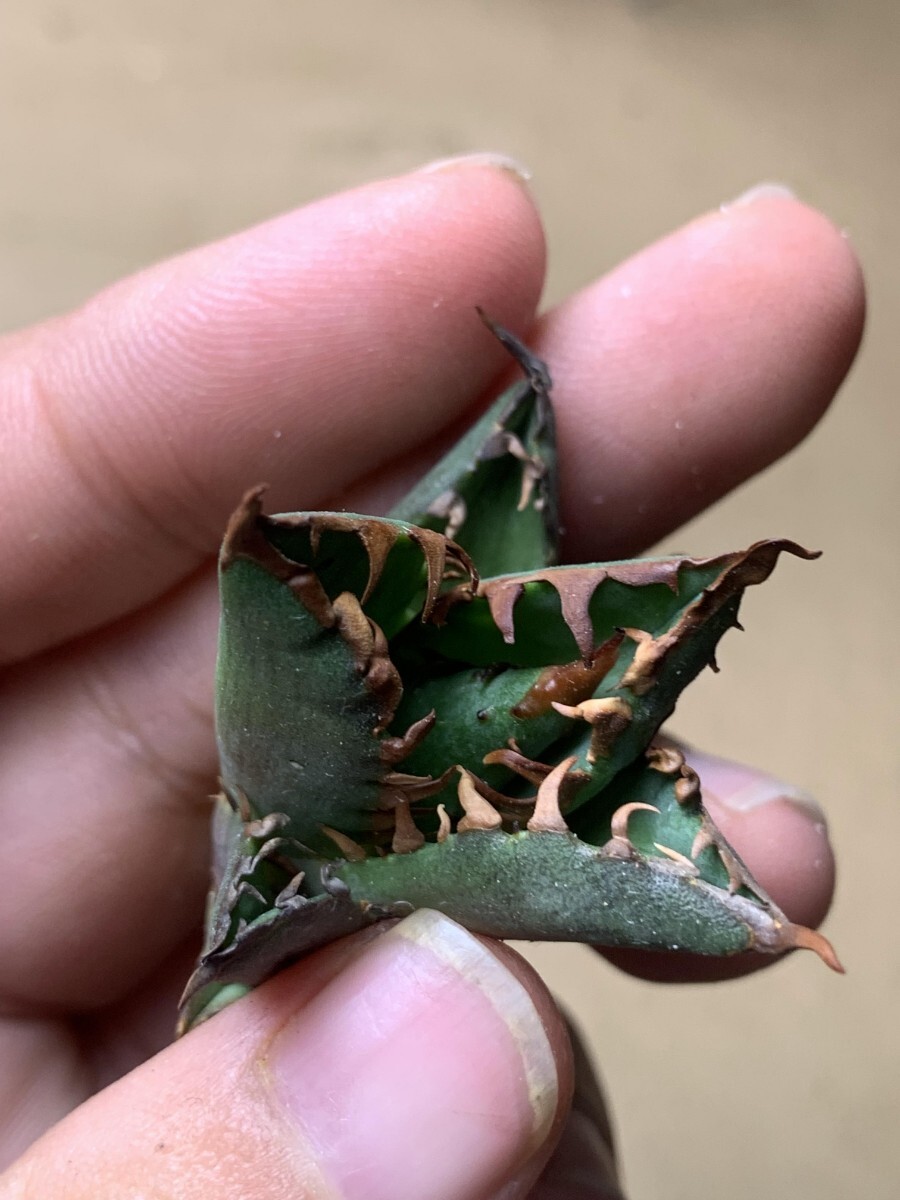 BH116アガベ チタノタ 【ワニガメ】厳選極上棘狂刺子株_7