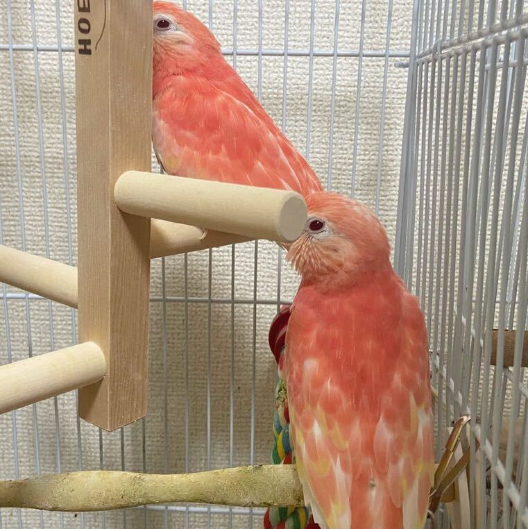 アキクサインコ 食用卵1個_1