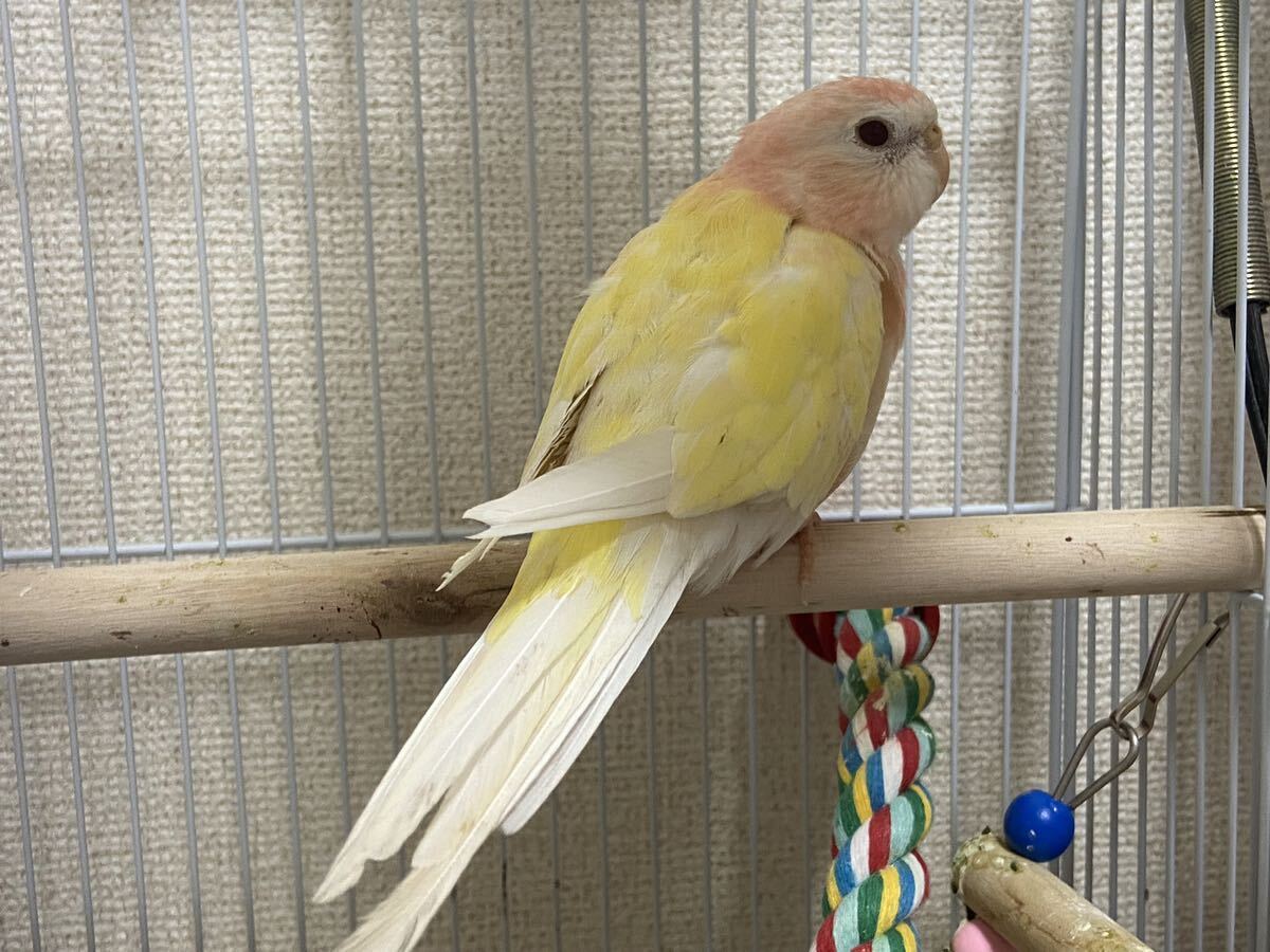 アキクサインコ 食用卵1個_2