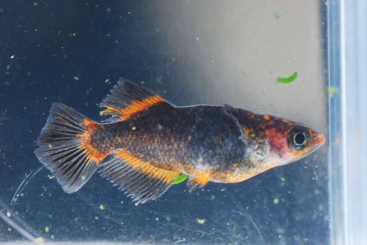 【現物】五式タイプrトリオ♂光体系♀2普通体型　　産卵中即戦力　　五式TYPEr 五式タイプr_1